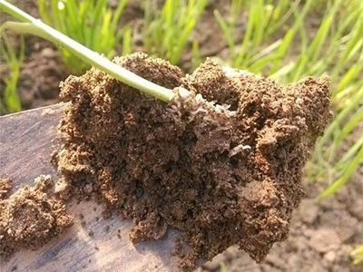 韭菜病虫害防治有哪些具体技巧和方法