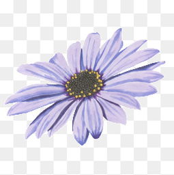 紫色菊花售价几何？性价比之选
