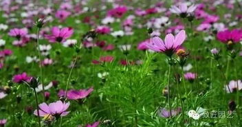 适合沙壤土的植物们