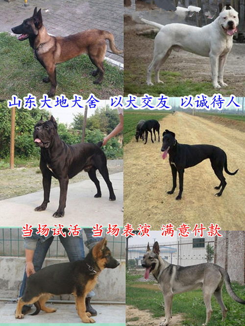马犬图片大全，展示马犬品种的多样性和特点