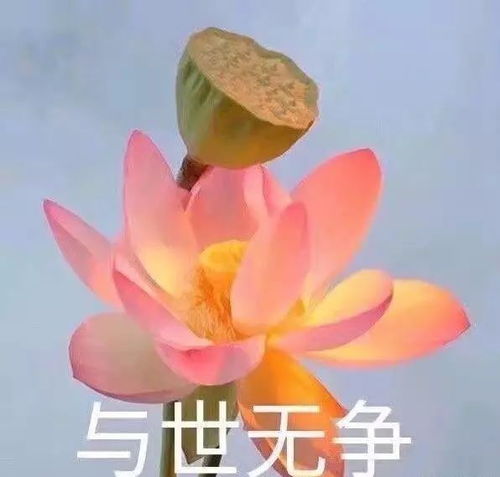 荷花是佛教中的标志性植物，有灵气的作用。