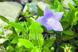 具体扦插步骤是怎样的呢？