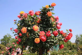 保定市月季花作为市花，它的品种有哪些特色和养护方法呢