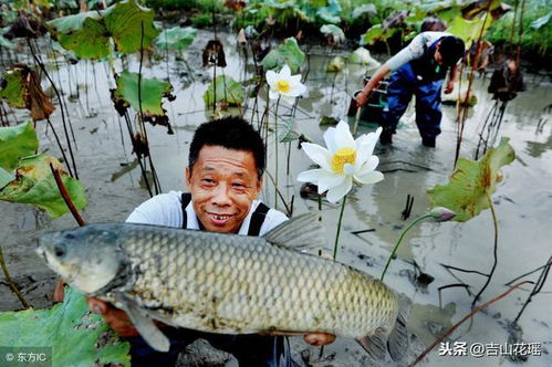 草鱼健康养殖面临水质恶化、病害频发等问题