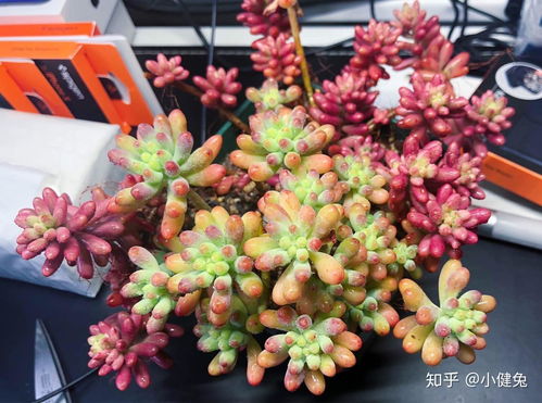 新手种植小贴士