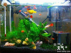 一、鱼缸里的睡莲肥料，选哪个好呢？