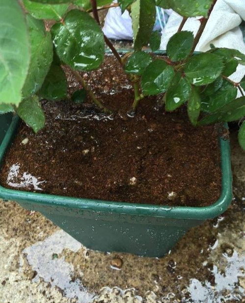 换盆前的小窍门：土壤干，根系安