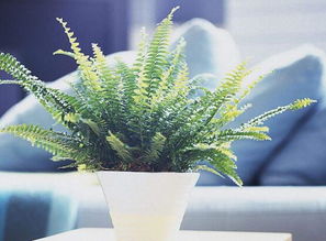 绿萝养植技巧+除甲醛，家居必备绿植！