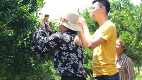 果树打药那些事儿