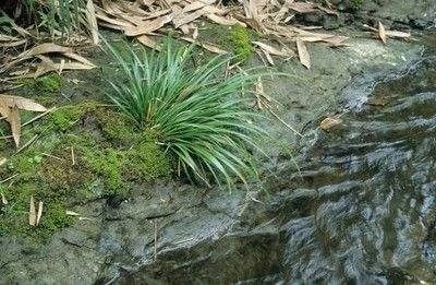 石菖蒲的神秘之处