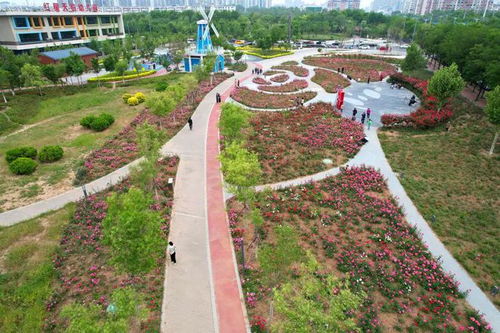 如何打造美丽的月季景观