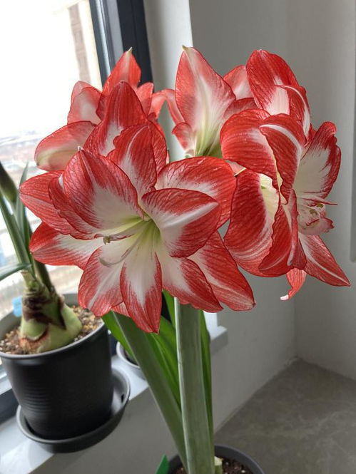 朱顶红：色彩鲜艳， 生机勃勃