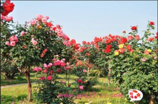 大花月季的特色与魅力