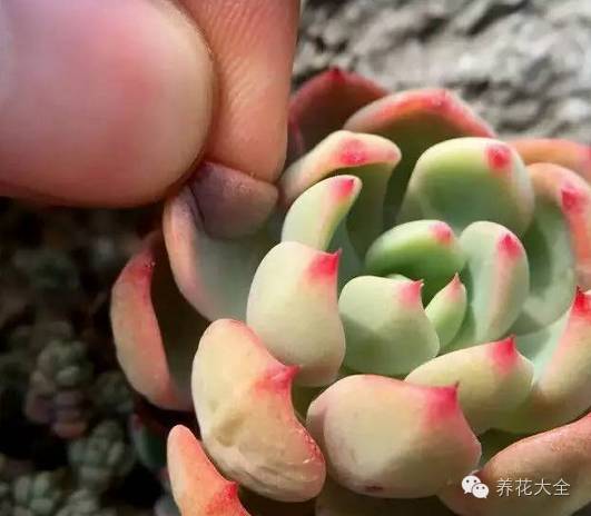 浇水秘籍：水量与时间