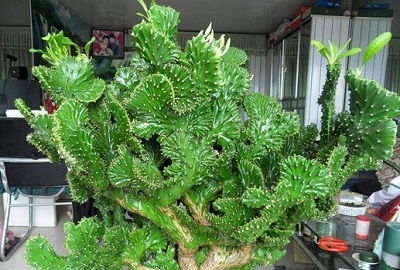 阳台：多肉植物的另一个乐园