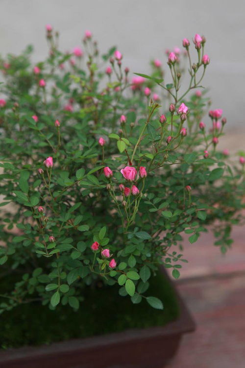 超微月季的生长速度与病虫害防治