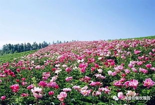 冬季月季花的休眠期