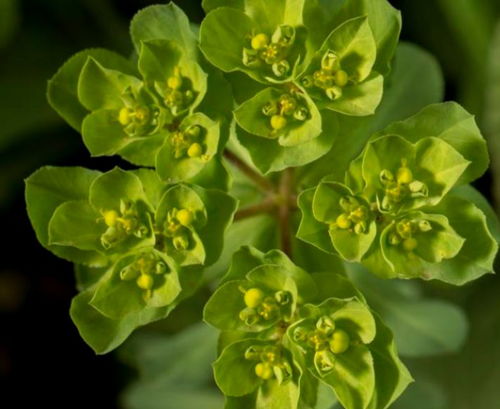 种植时机，有讲究