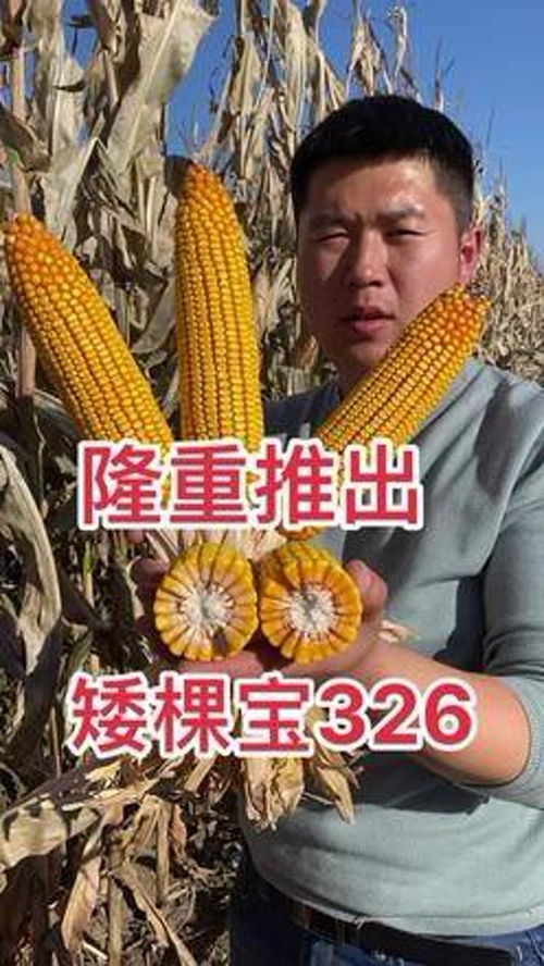 揭秘：如何精准判断红薯成熟期，确保丰收无忧？