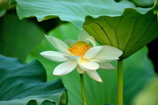 白莲开花季节是何时？如何确定最佳观赏时间