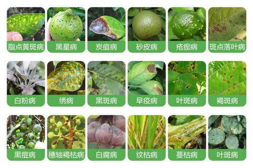 噻虫嗪对蚧壳虫有效吗？蚧壳虫防治最有效的农药是哪种？