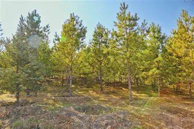 清晨阳光， 景观树叶片闪烁着金光