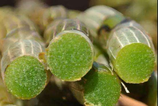 铁皮石斛：传统与现代的养生瑰宝