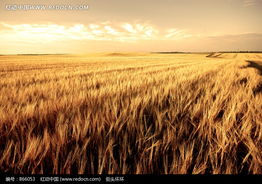麦田中的麦地锈病传染之谜