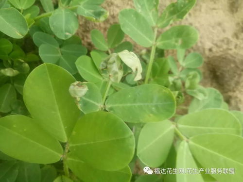 桂花的病痛：枯萎病的烦恼