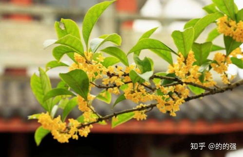 十里飘香双，原来是桂花