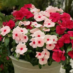 四季花开，阳台变花园——懒人易养的开花草本推荐