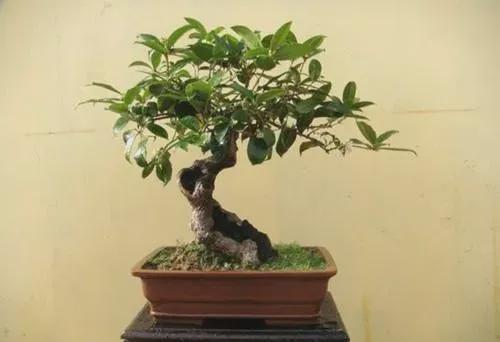 盆栽桂花浇水有讲究