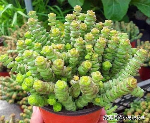 多肉钱串子怎么养？光照和浇水要注意什么