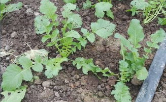 淘米水洗一洗，农药dou失效了