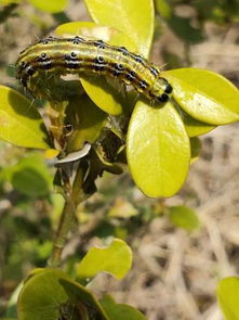 农药的使用注意事项