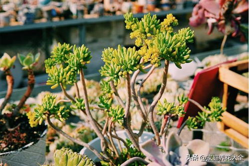 春暖花开季，月季种植正当时！
