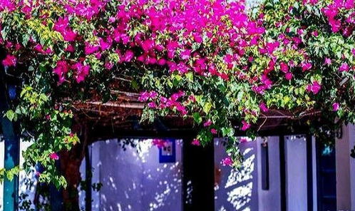 庭院十月花事：绽放的色彩盛宴