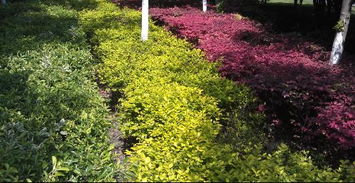 绿化带中的黄杨：多样性与应用