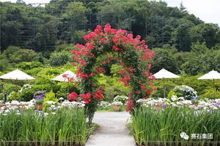 海拔梯度对花卉的影响