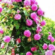 月季苗价格，有啥区别？