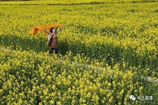 油麦菜种植技术为什么如此神秘？
