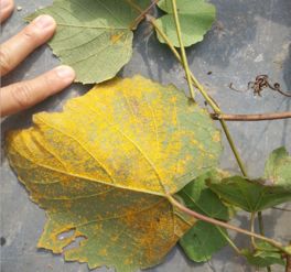 紫藤叶子黄了卷了是不是病了？