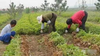 吉林扶余农民种植花生，意外收获金灿灿果实