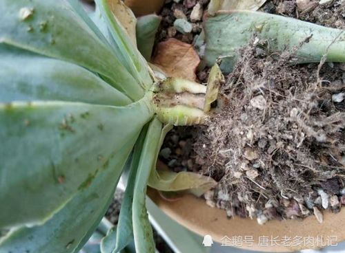 多菌灵能否直接喷在多肉叶面上，多肉根泡多菌灵需要泡多久合适？