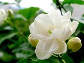 第一步：壮芽是关键