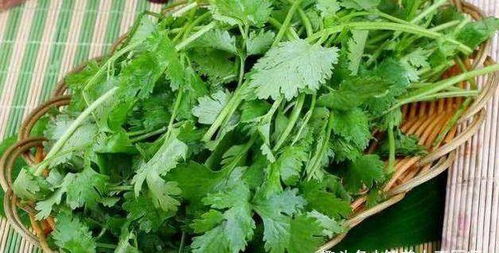 香菜适合在哪个季节种植？春季或秋季哪个月份种植香菜最为适宜