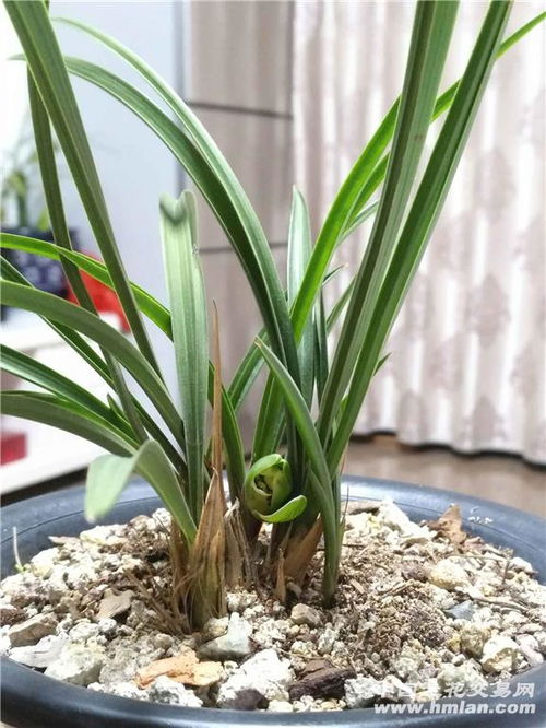 直立叶片的秘密