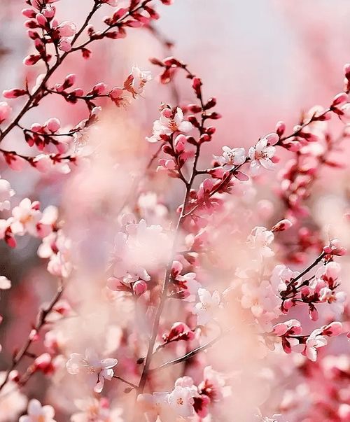 杏花：粉粉的，像是小姑娘的脸