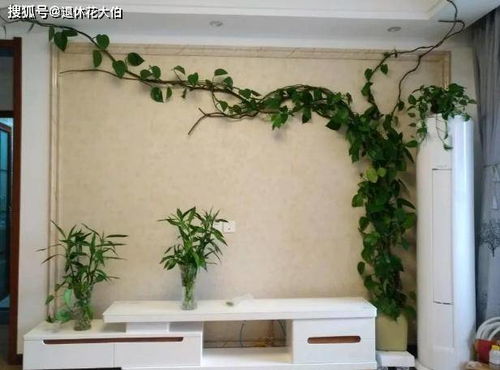 紫藤的养护秘籍