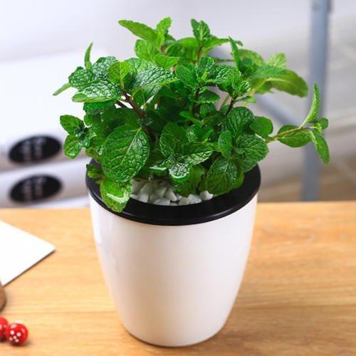 薄荷泡茶，心情舒畅助睡眠